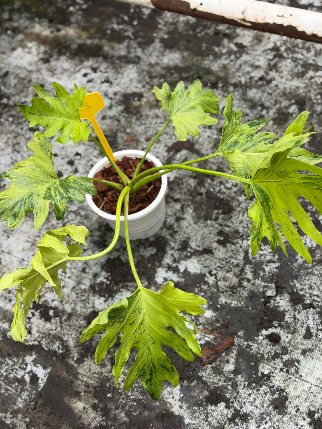 Philodendron Selloum Fire Variegated