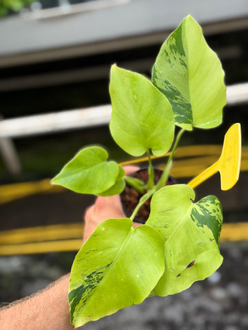 Monstera Light Lime