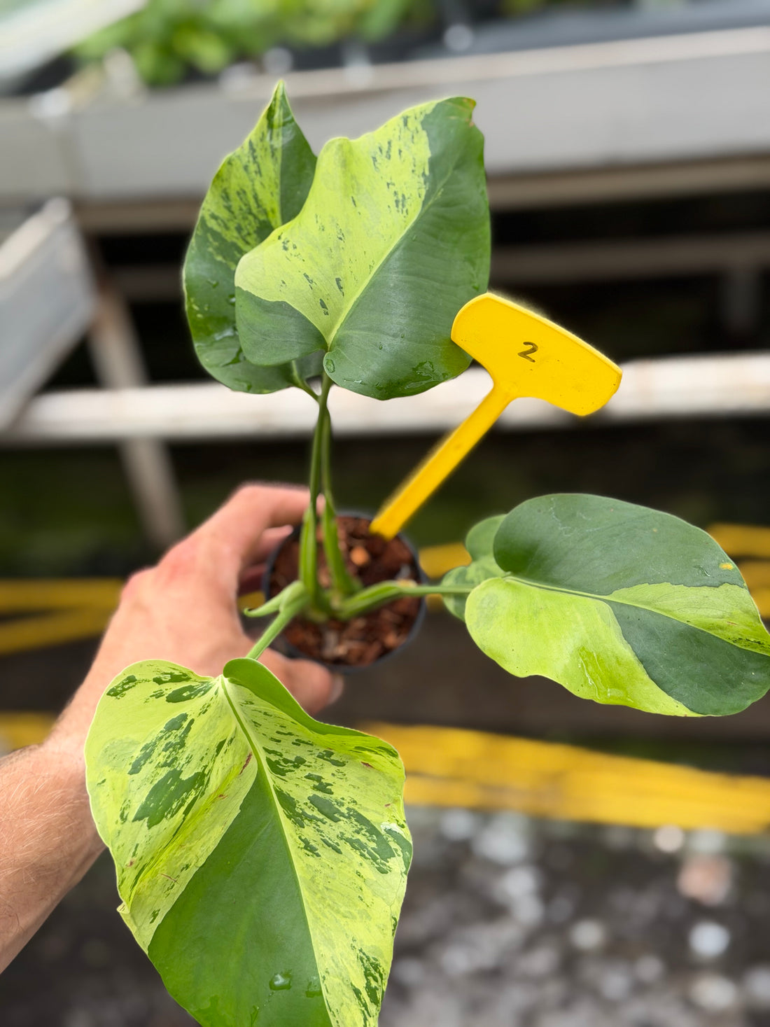 Monstera Light Lime