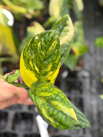 Monstera Peru Variegated – 12cm Pot – Choose Your Exact Plant