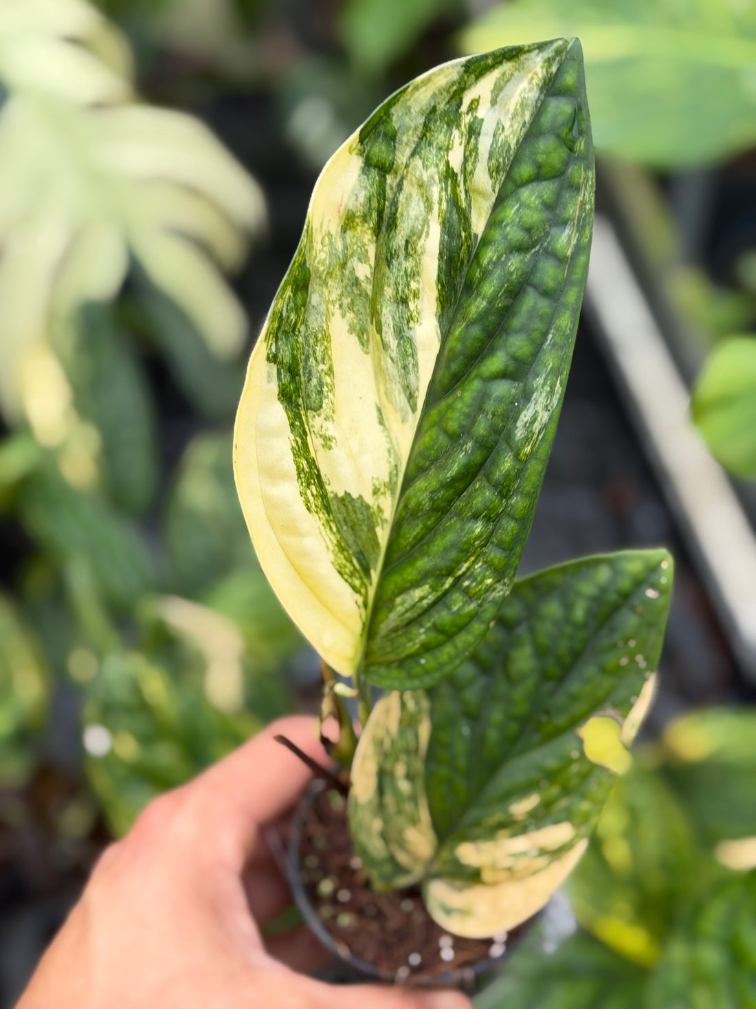 Monstera Peru Variegated – 12cm Pot – Choose Your Exact Plant