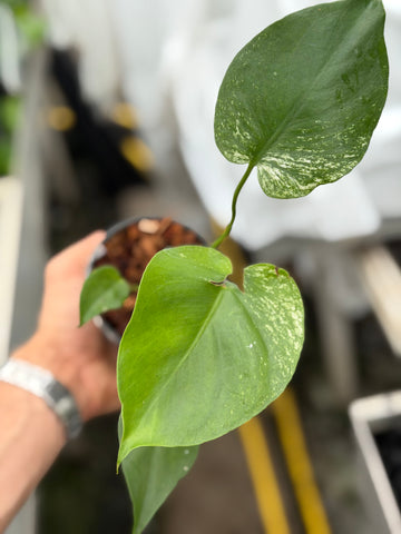 Monstera Devil Monster