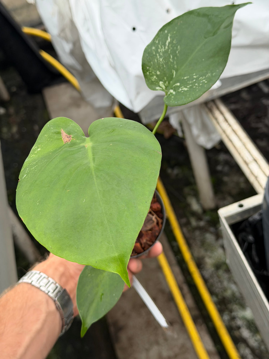 Monstera Devil Monster