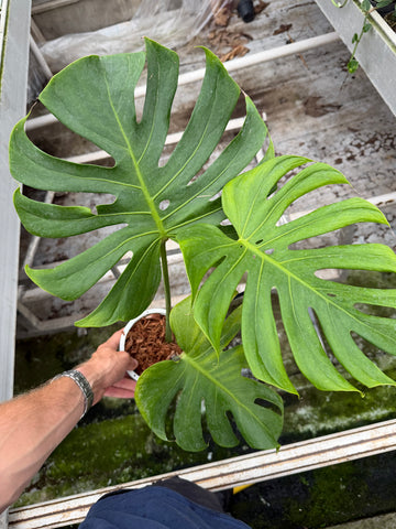 Monstera Tattoo Nr. 1