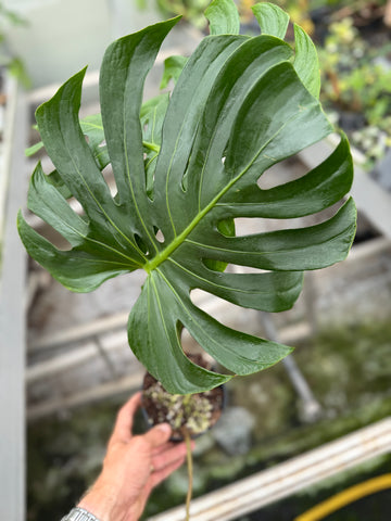 Monstera Tattoo Nr. 3.