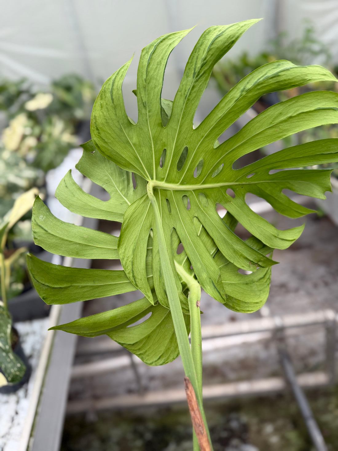 Monstera Tattoo Nr. 3.