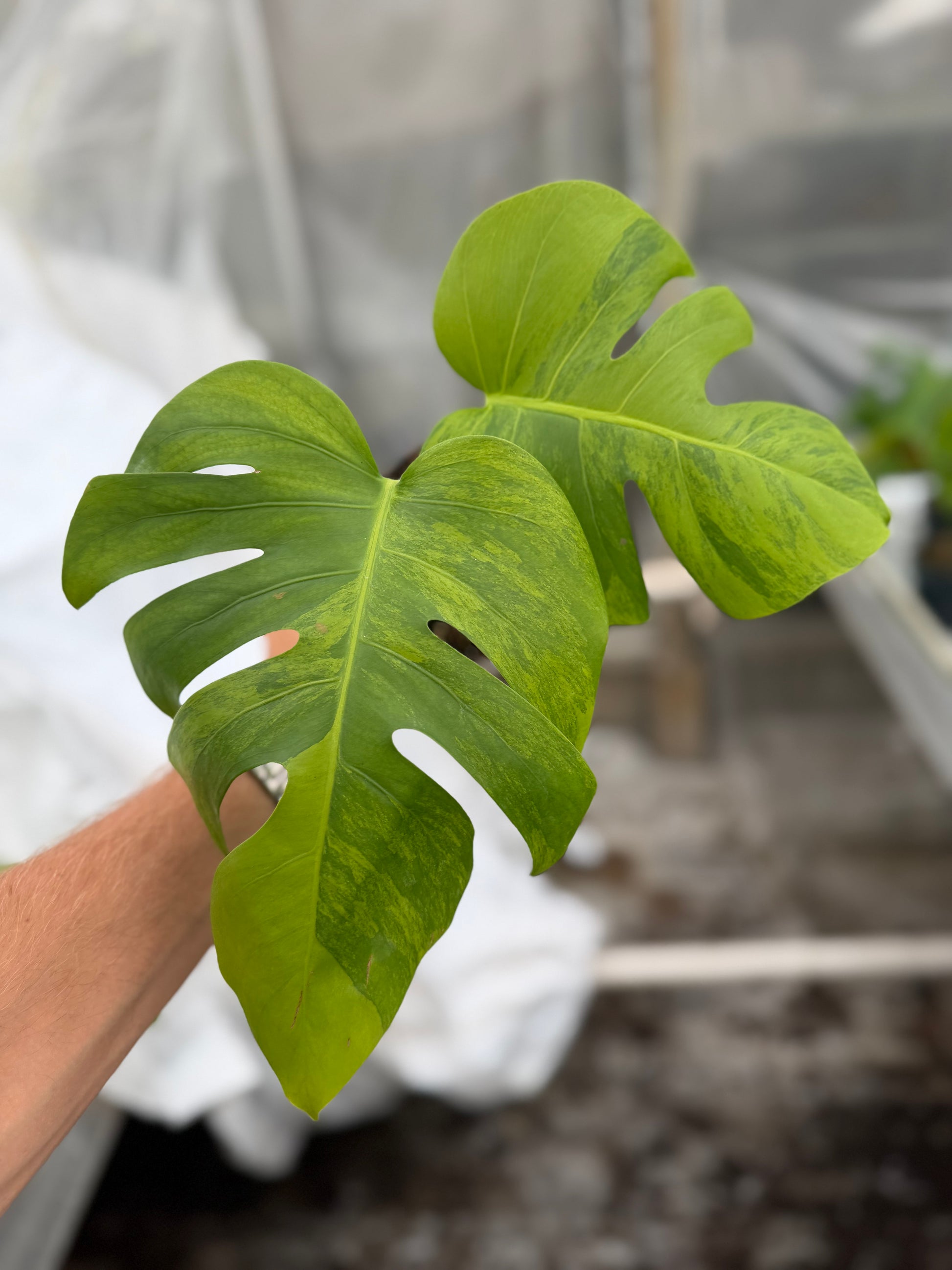 Monstera Green on Green - close-up photo 3 of leaf variegation and detail | GrowJungle