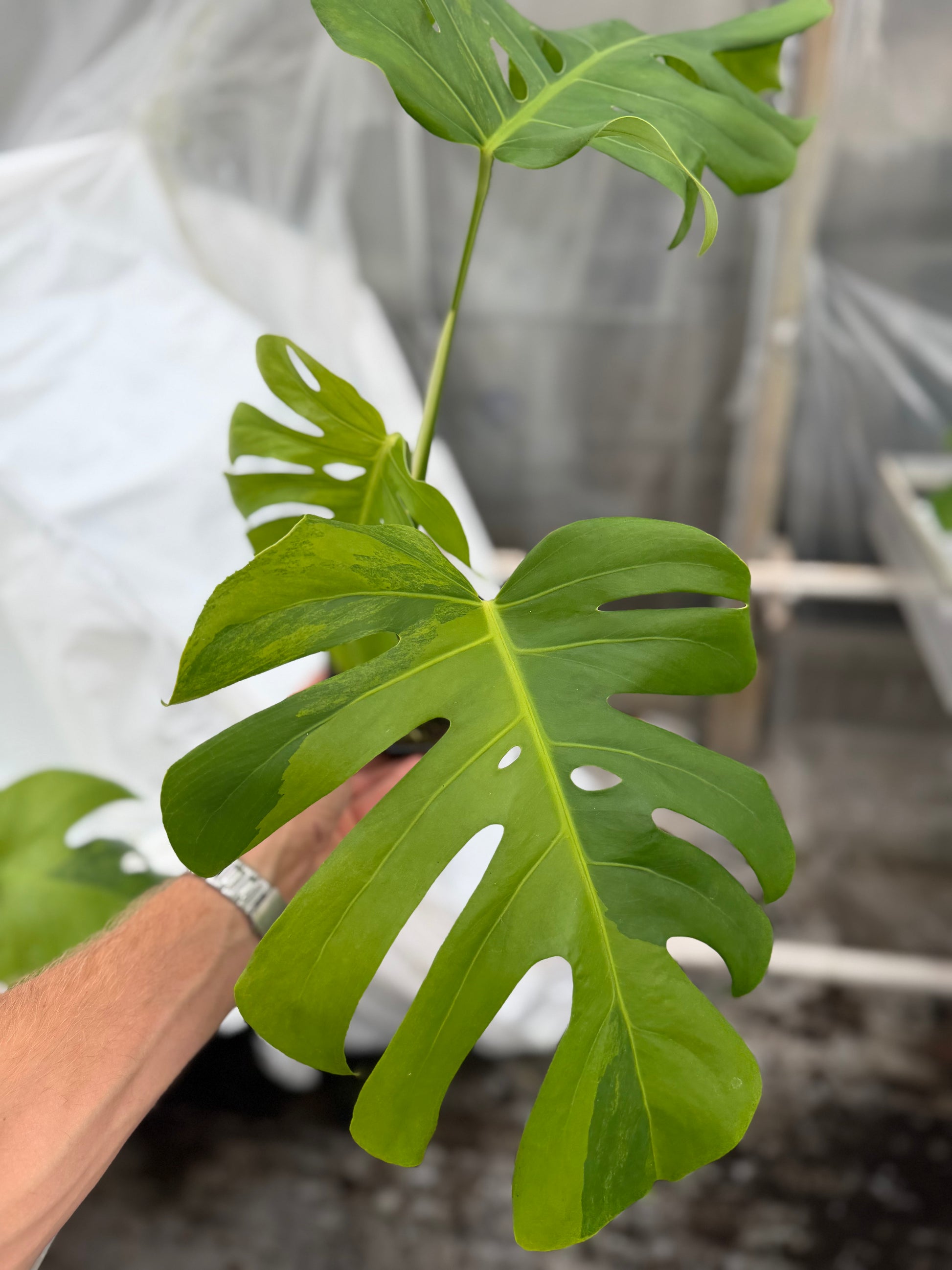 Monstera Green on Green - close-up photo 4 of leaf variegation and detail | GrowJungle