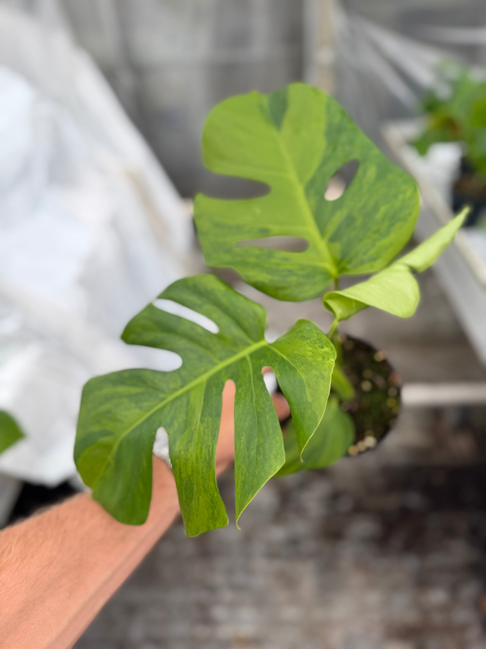 Monstera Green on Green - close-up photo 5 of leaf variegation and detail | GrowJungle