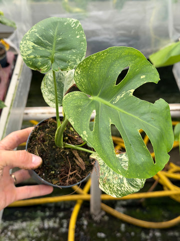 Monstera Siam Mint