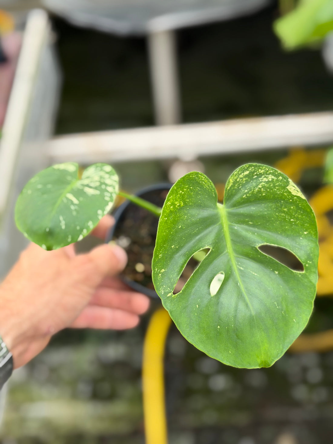 Monstera Siam Mint