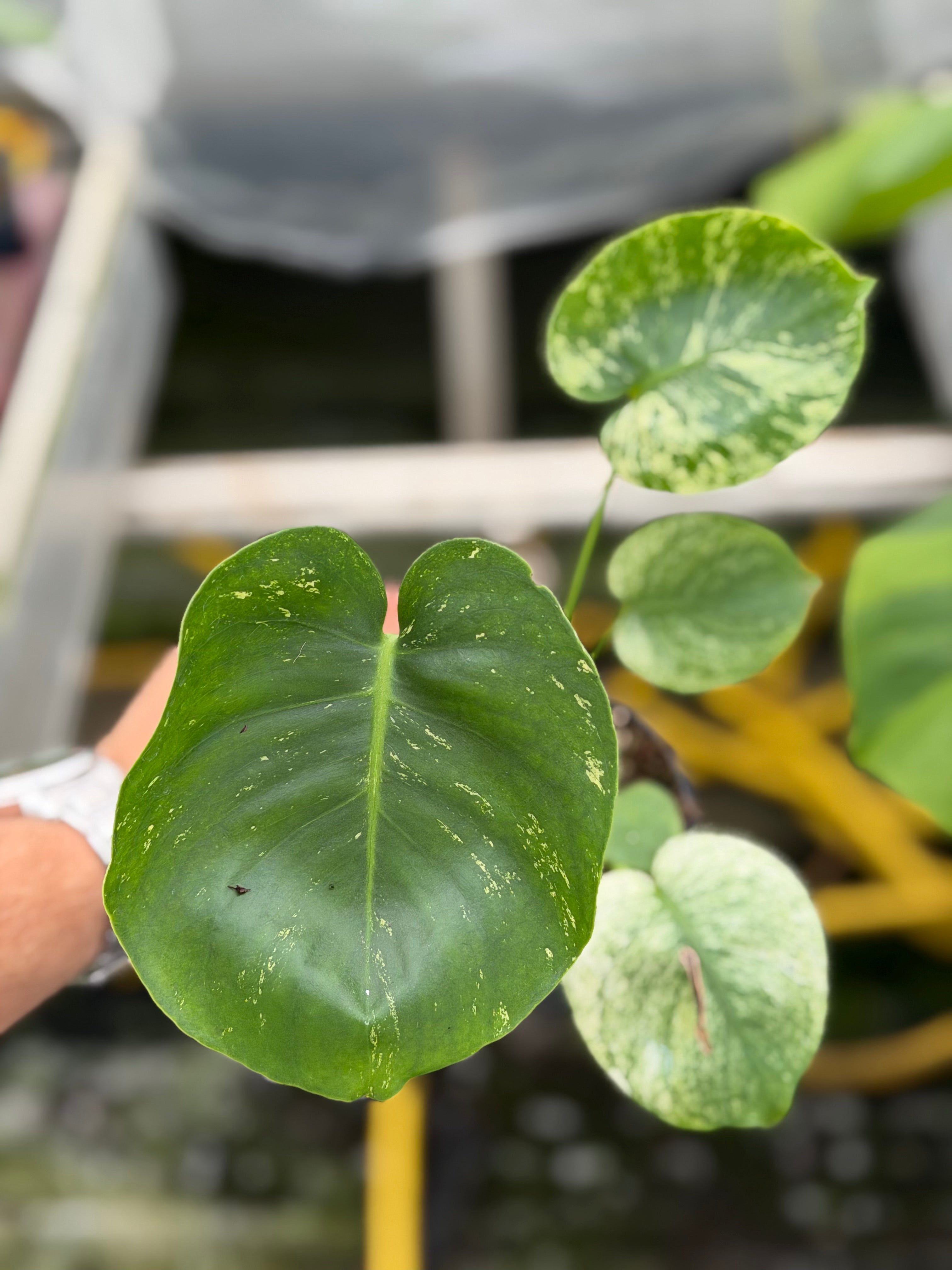 Monstera Siam Mint – GrowJungle