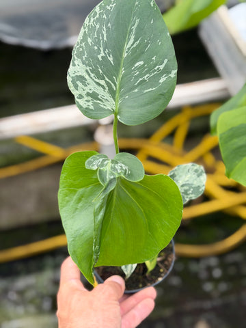 Monstera Deliciosa “Bulbasaur”