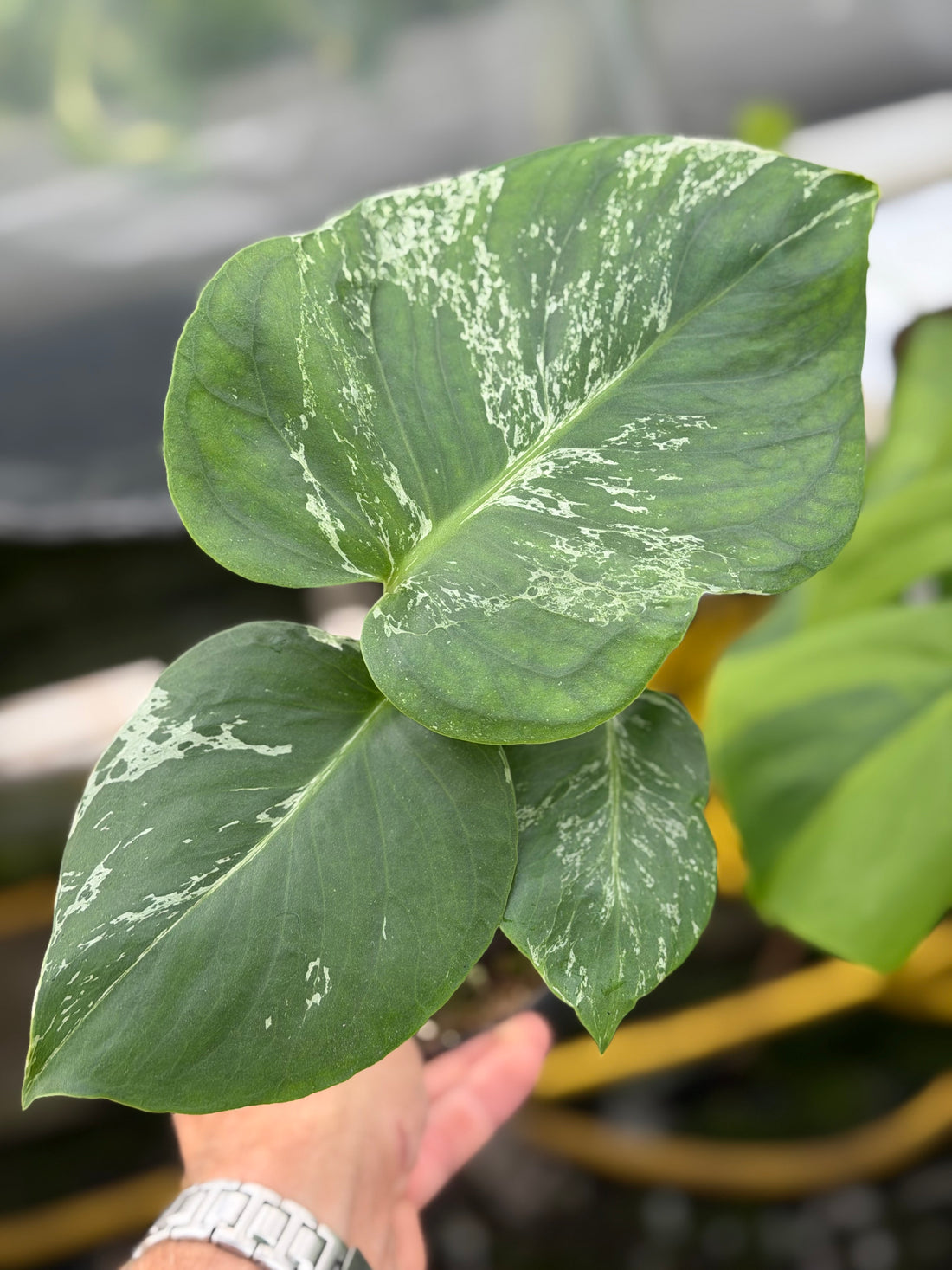 Monstera Deliciosa “Bulbasaur”
