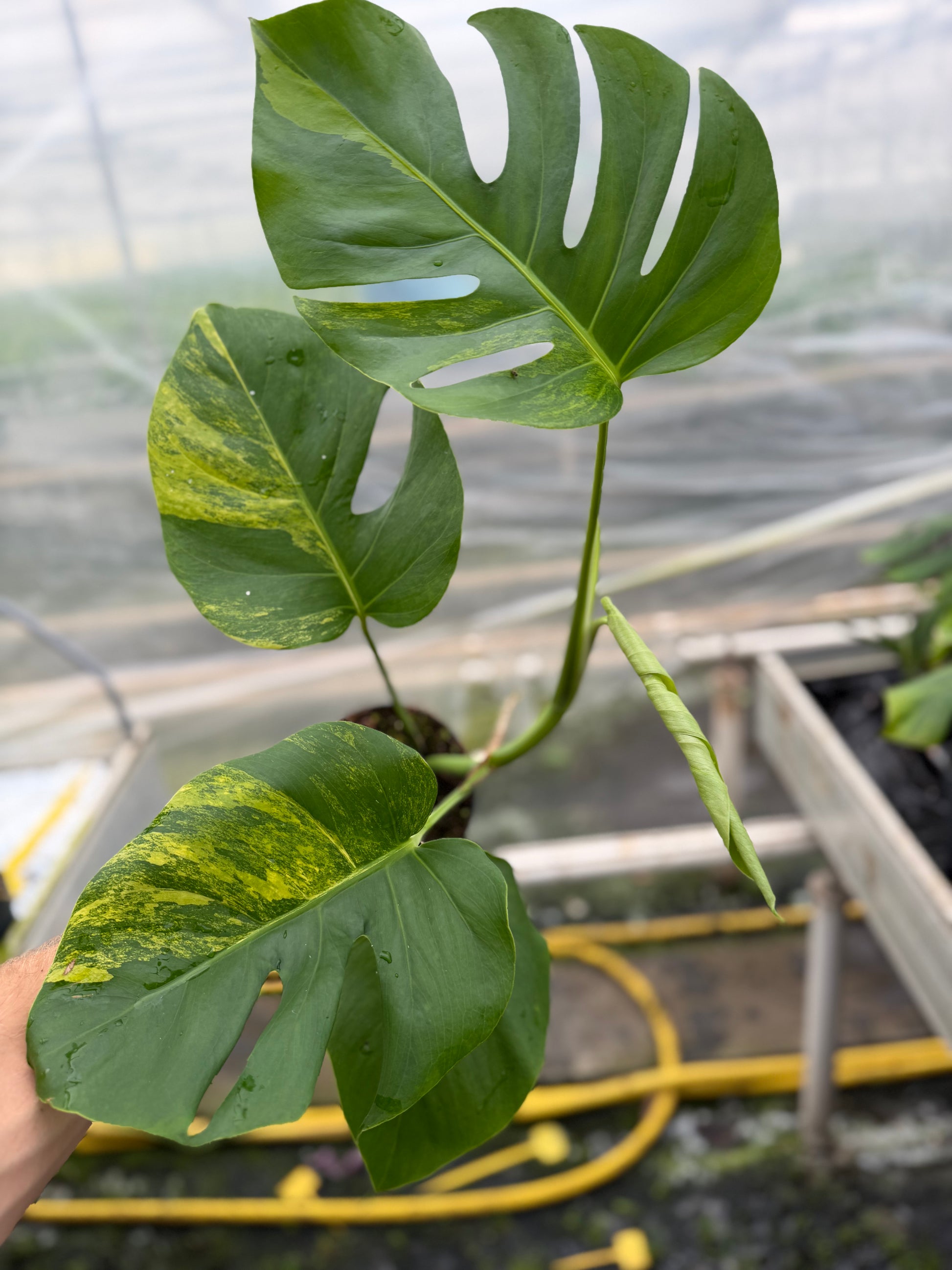 Monstera Aurea Variegated - rare variegated monstera houseplant, full plant view | GrowJungle