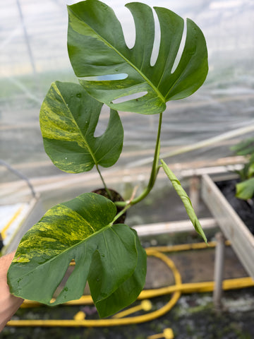 Monstera Aurea Variegated - rare variegated monstera houseplant, full plant view | GrowJungle