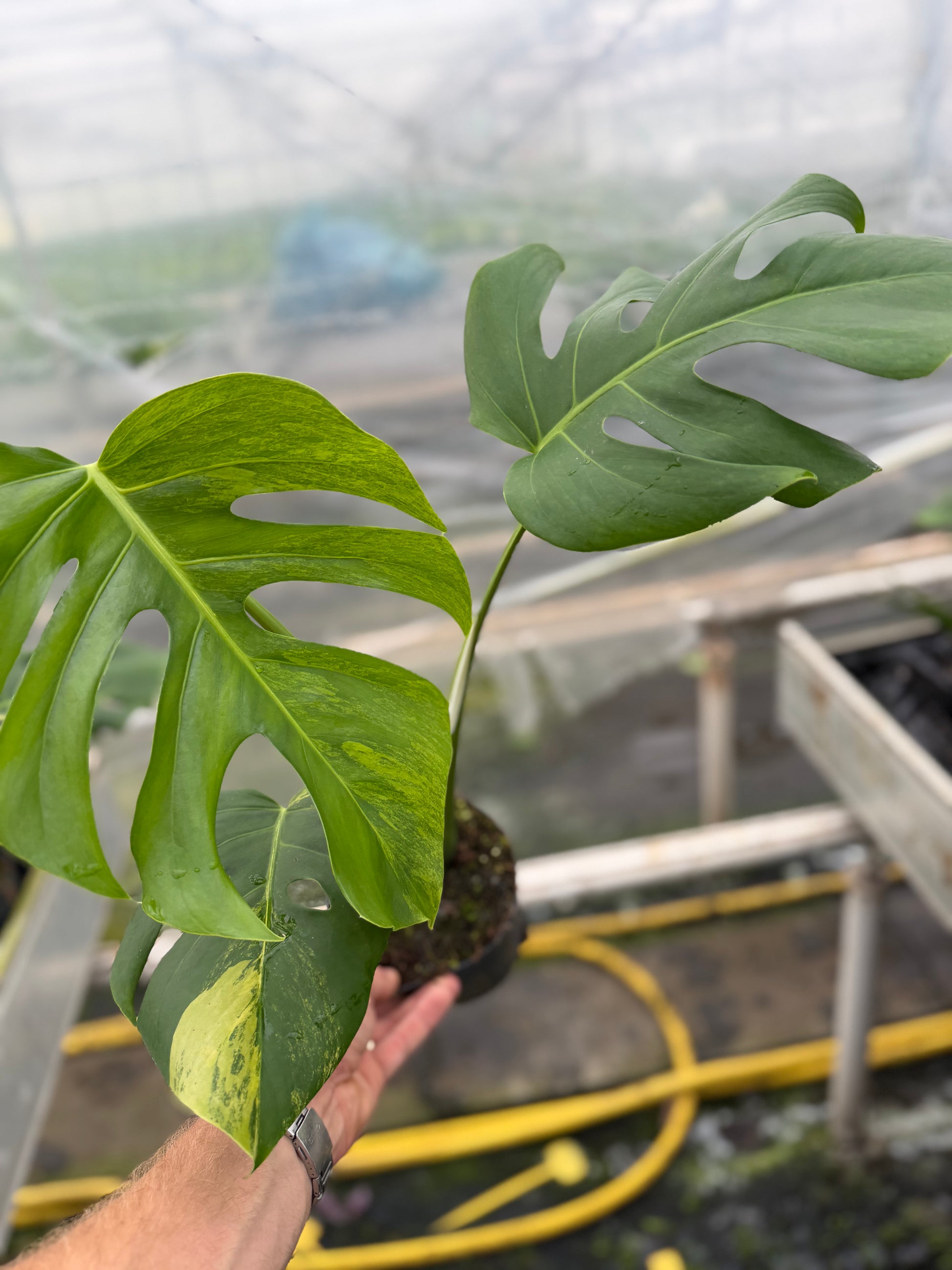 Monstera Aurea Variegated - close-up photo 3 of leaf variegation and detail | GrowJungle
