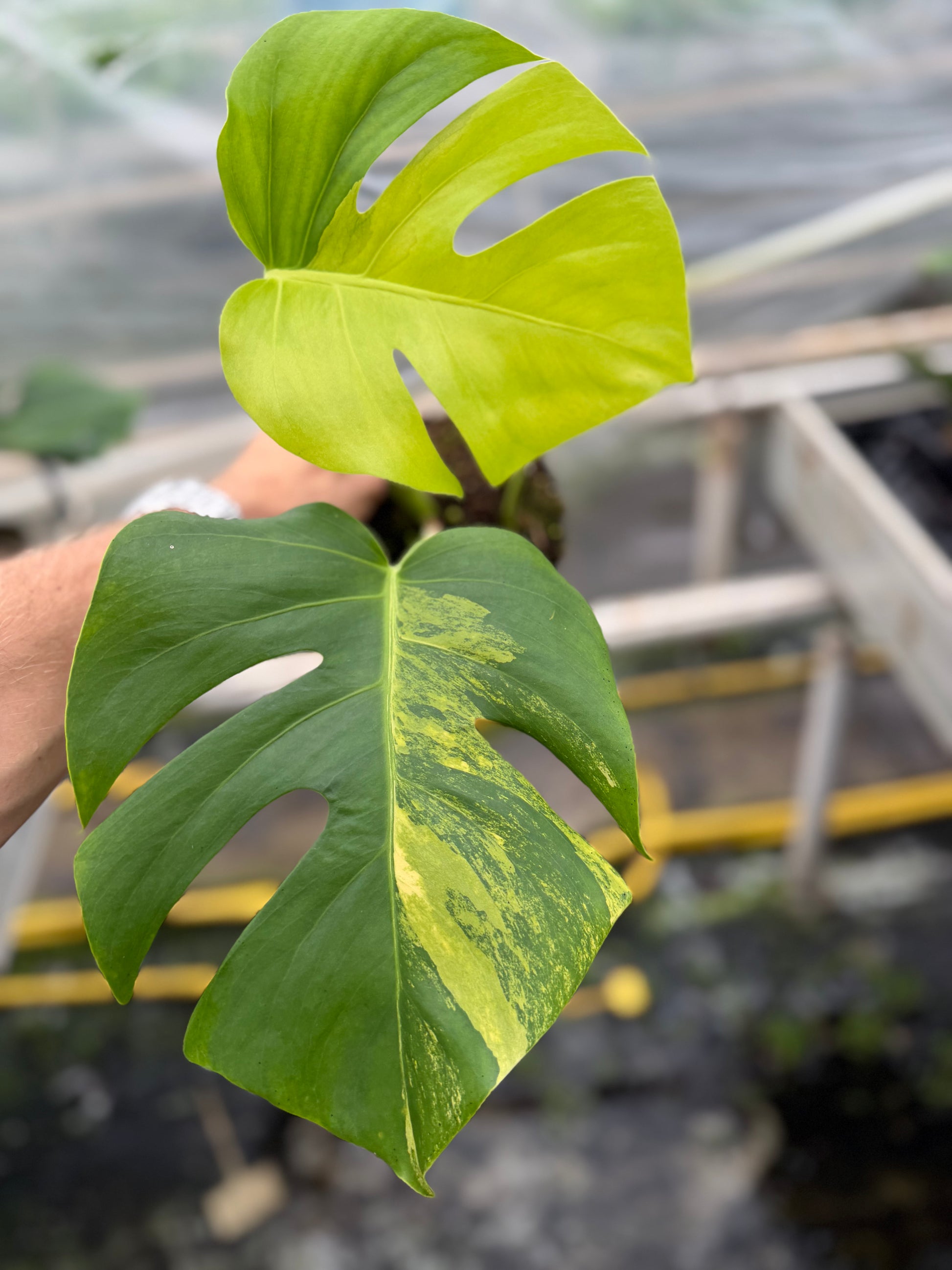 Monstera Aurea Variegated - close-up photo 4 of leaf variegation and detail | GrowJungle