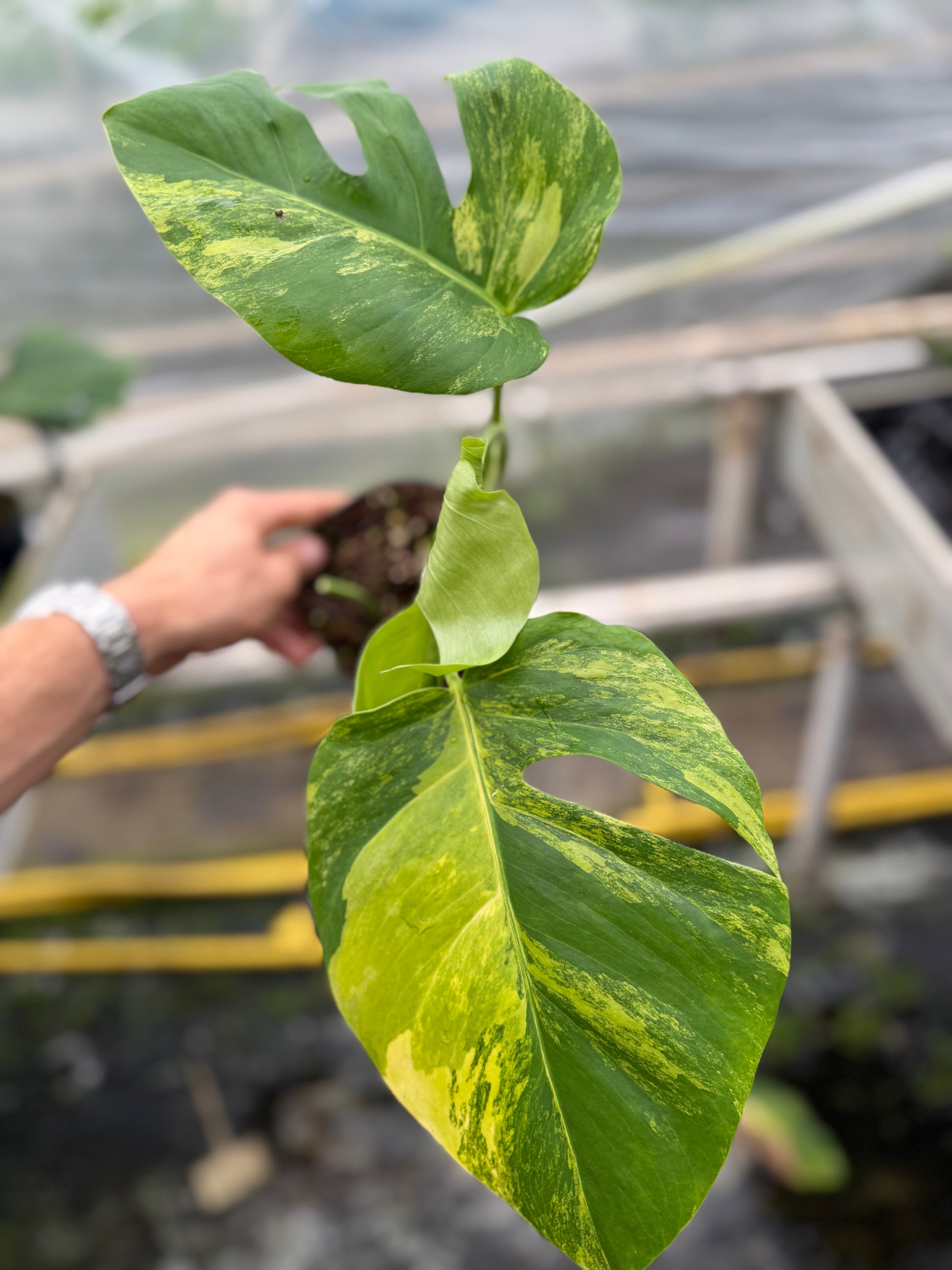 Monstera Aurea Variegated - close-up photo 5 of leaf variegation and detail | GrowJungle