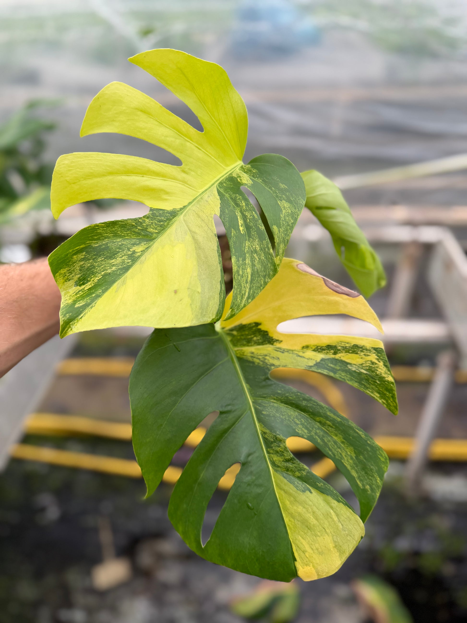 Monstera Aurea Variegated - close-up photo 6 of leaf variegation and detail | GrowJungle