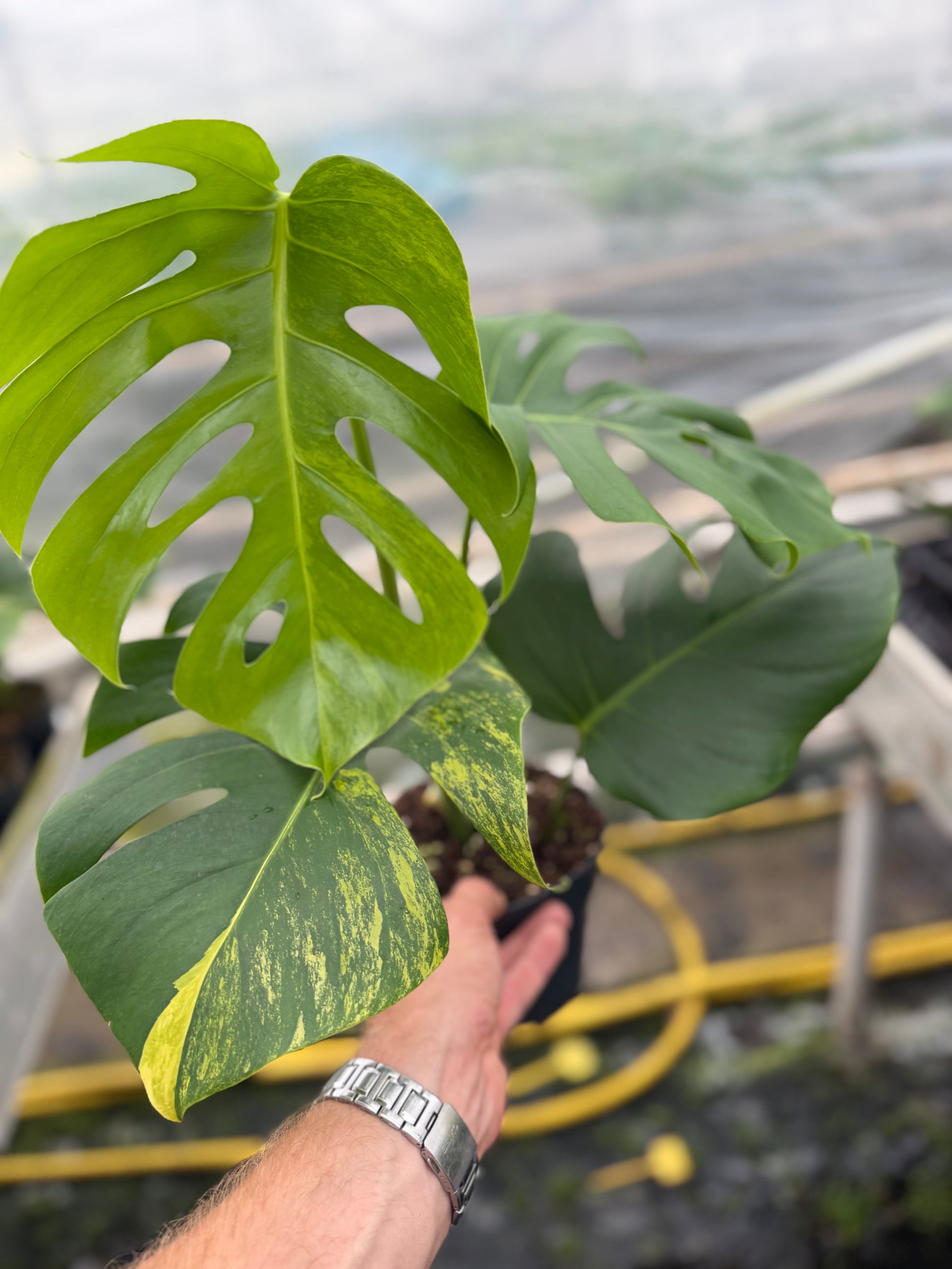 Monstera Aurea Variegated - close-up photo 7 of leaf variegation and detail | GrowJungle