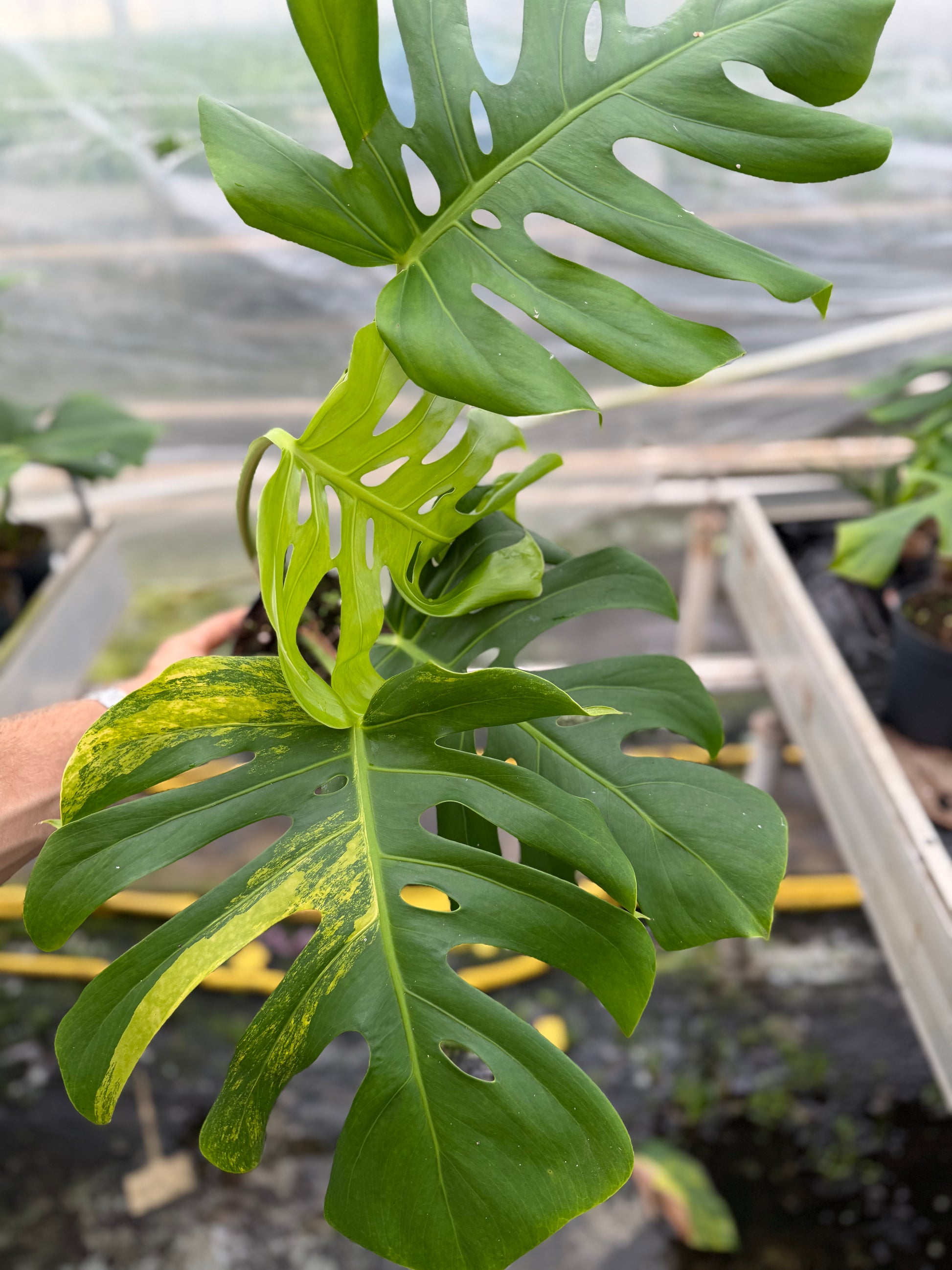 Monstera Aurea Variegated - close-up photo 8 of leaf variegation and detail | GrowJungle
