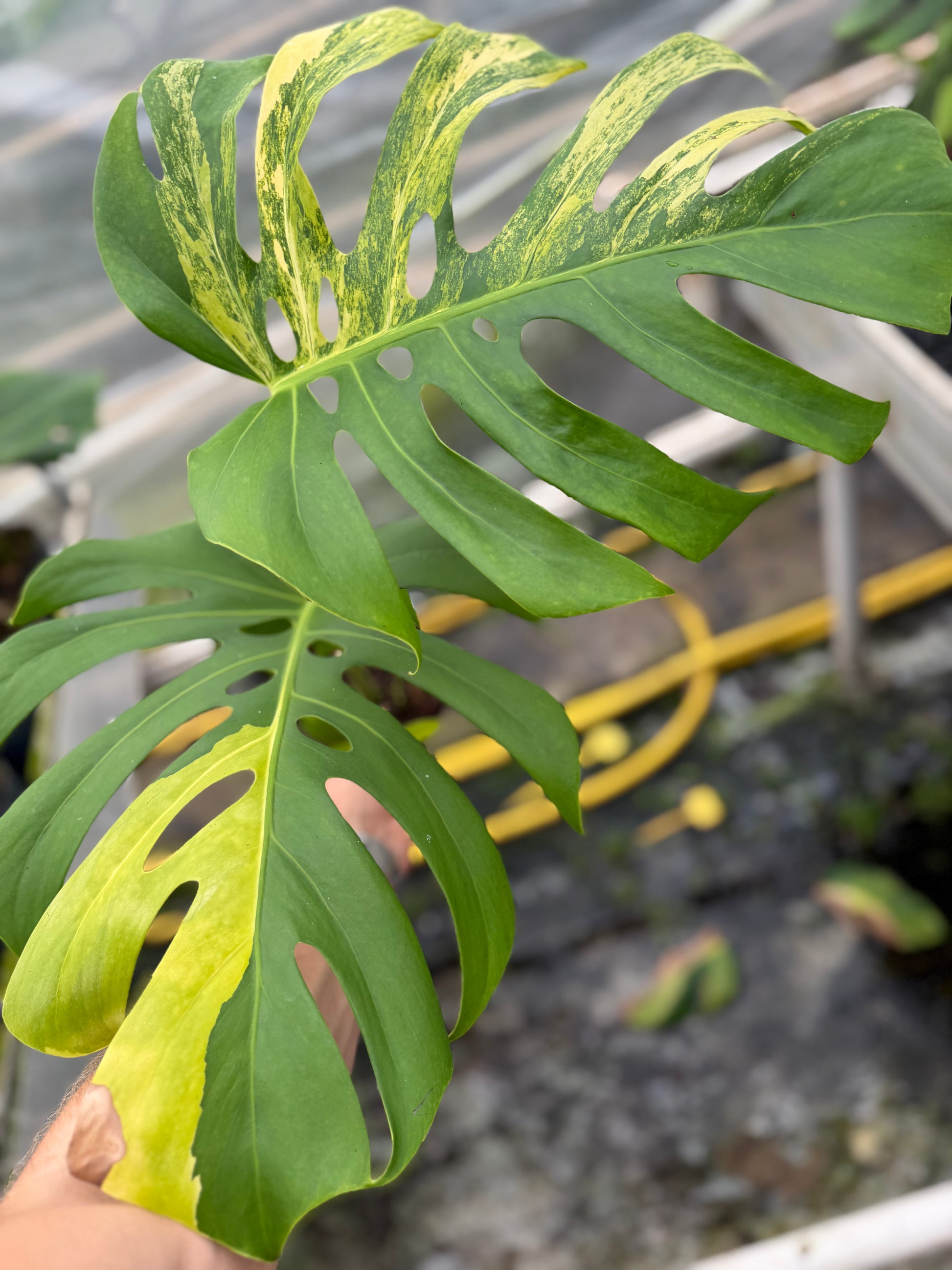 Monstera Aurea Variegated - close-up photo 9 of leaf variegation and detail | GrowJungle