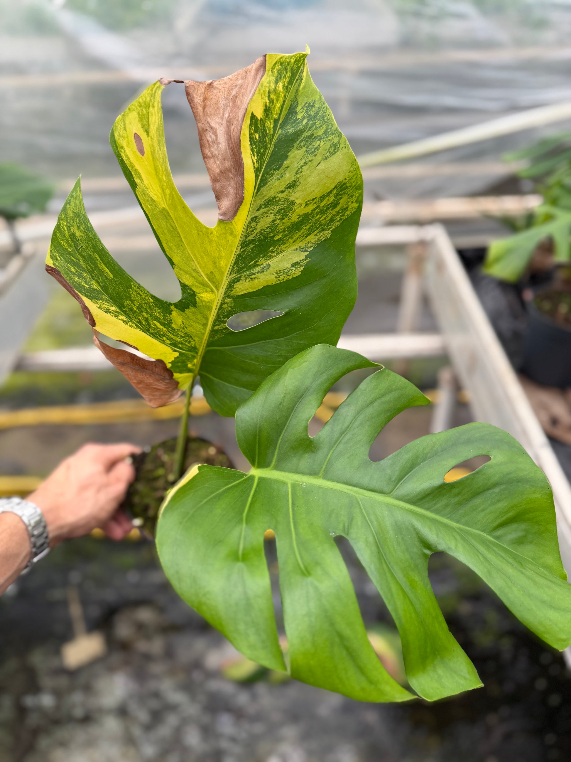Monstera Aurea Variegated - close-up photo 10 of leaf variegation and detail | GrowJungle