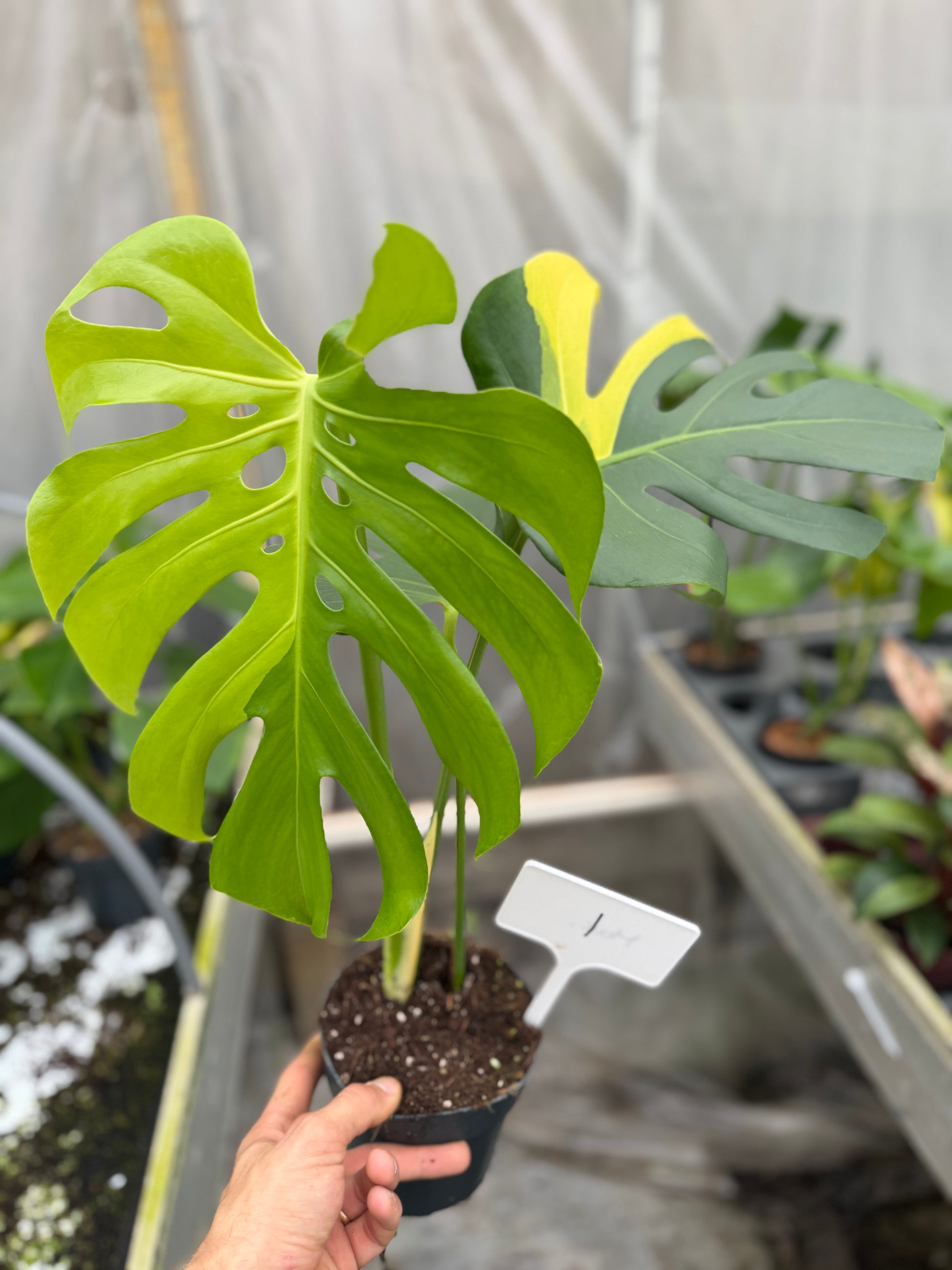 Monstera Yellow Marilyn - close-up photo 5 of leaf variegation and detail | GrowJungle