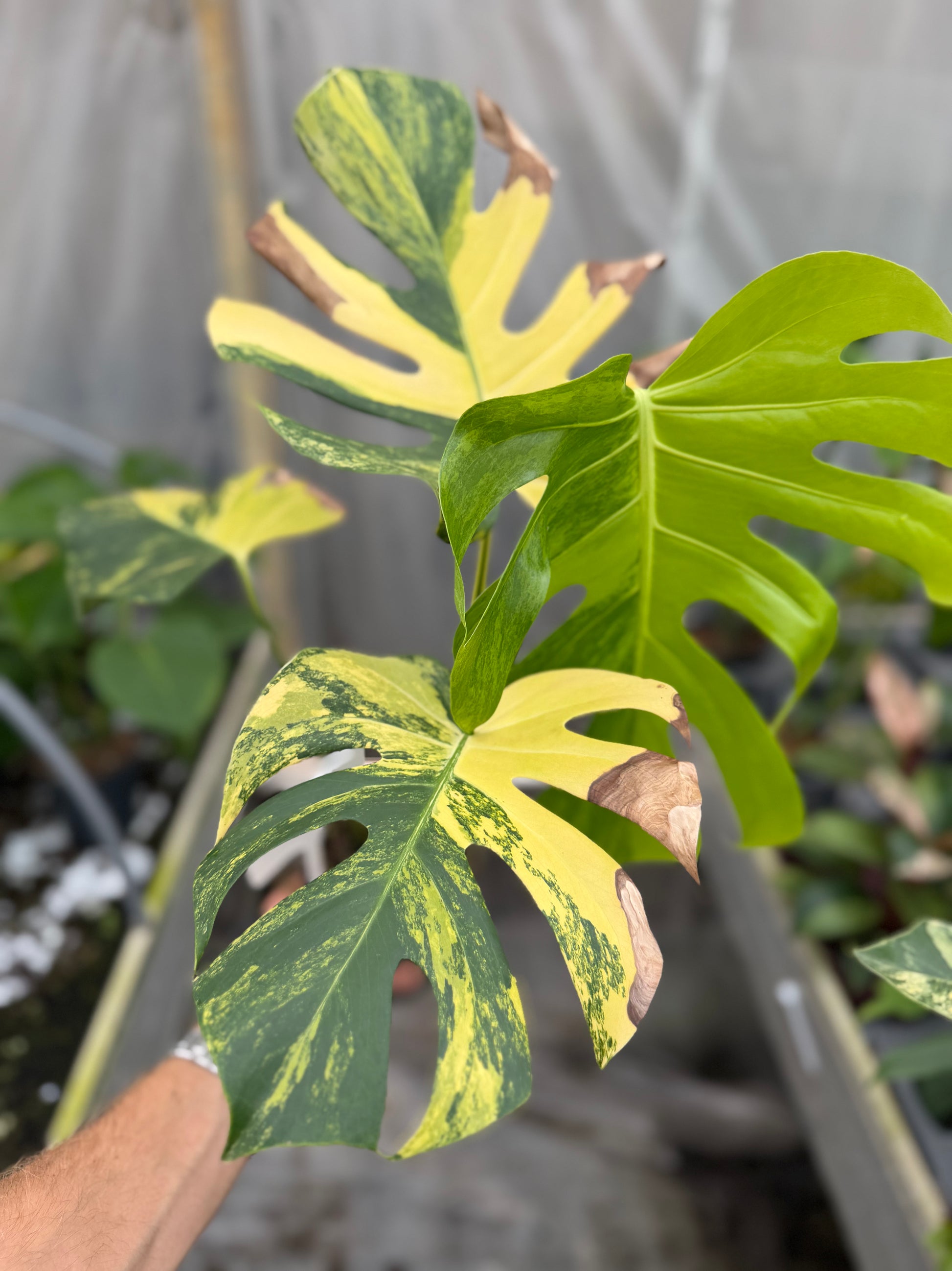 Monstera Yellow Marilyn - close-up photo 4 of leaf variegation and detail | GrowJungle
