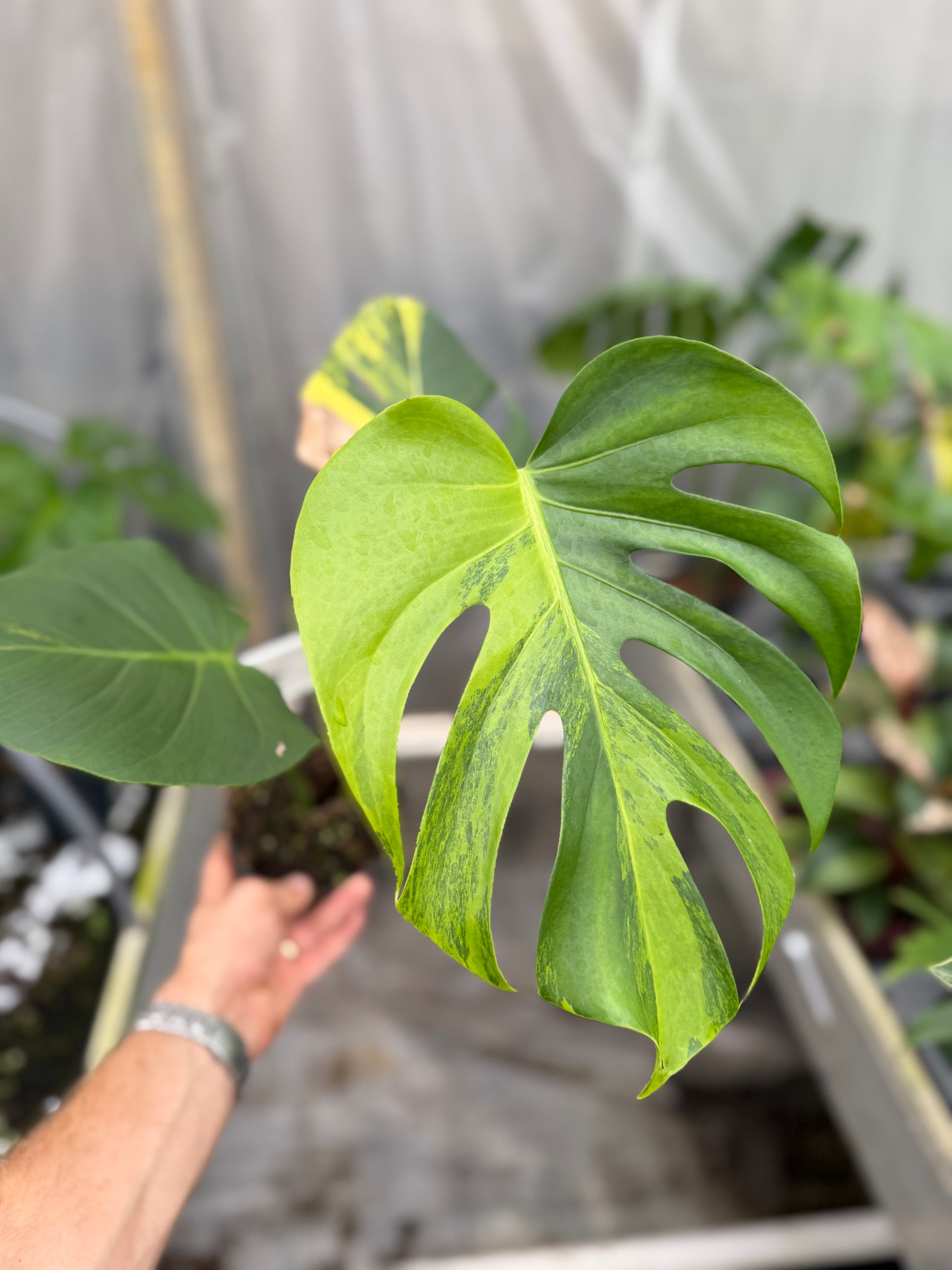 Monstera Yellow Marilyn - close-up photo 3 of leaf variegation and detail | GrowJungle