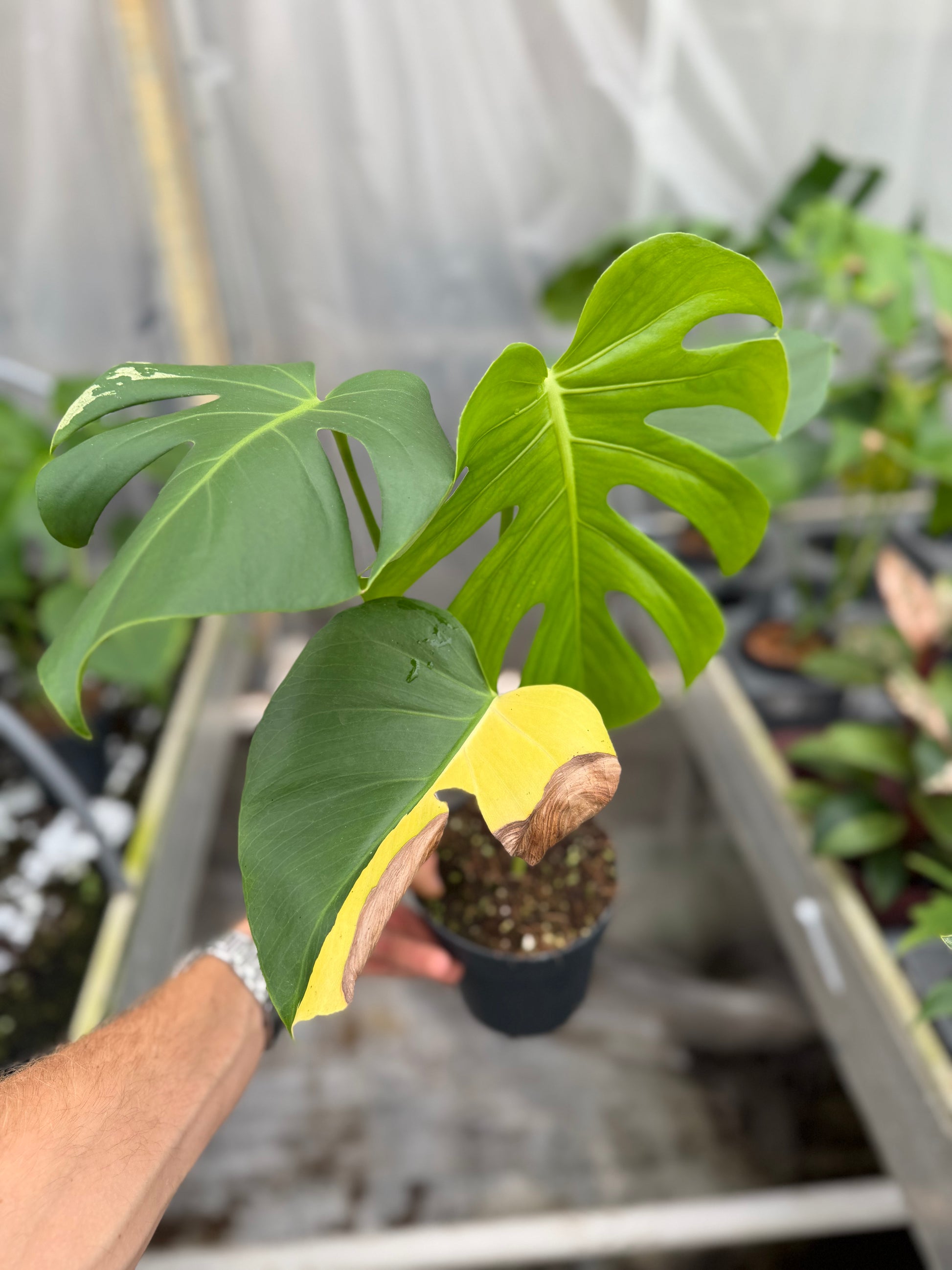 Monstera Yellow Marilyn - close-up photo 2 of leaf variegation and detail | GrowJungle