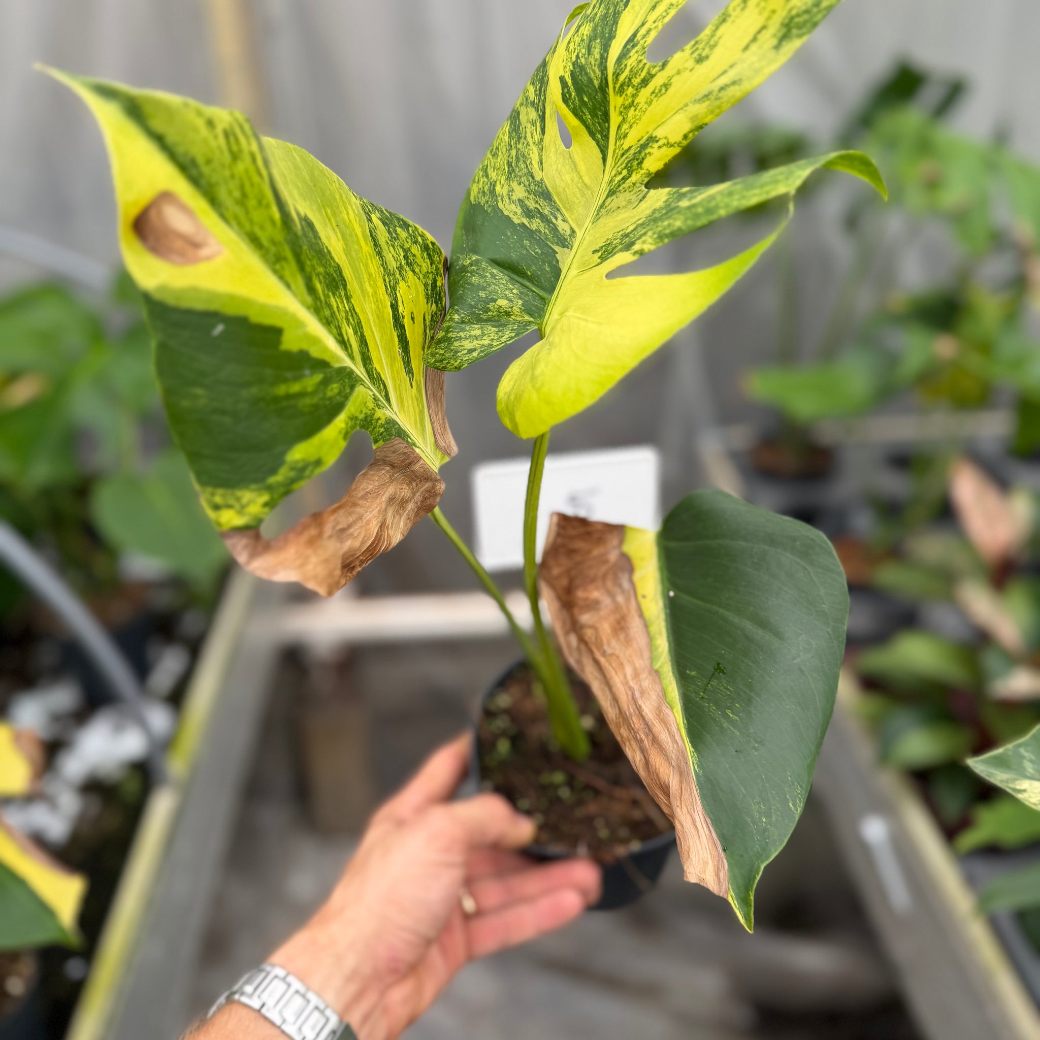 Monstera Yellow Marilyn – GrowJungle