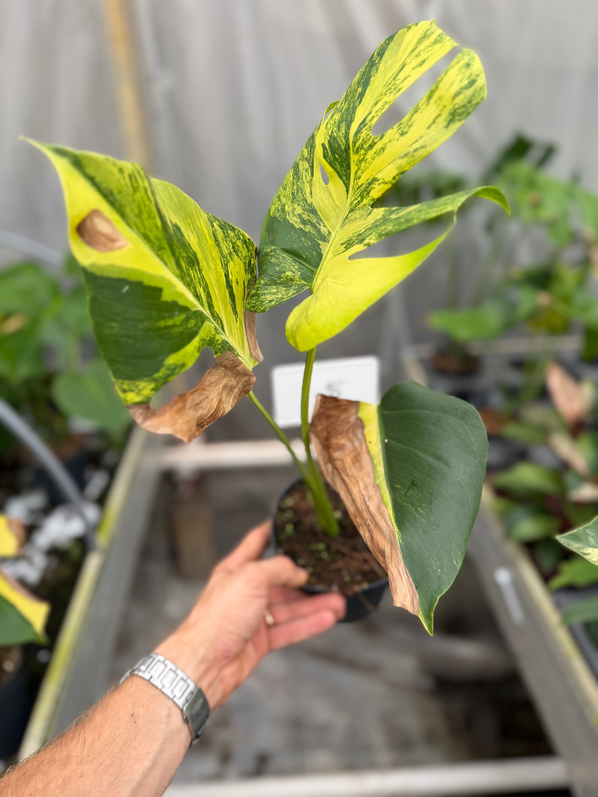 Monstera Yellow Marilyn - rare variegated monstera houseplant, full plant view | GrowJungle