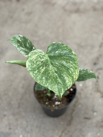 Monstera Thai 'Galaxy' Nr. 1