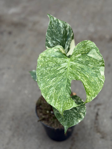 Monstera Thai 'Galaxy' Nr. 2