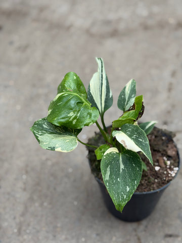 Monstera Thai 'Mutation' Nr. 3