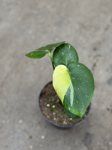 Monstera Thai 'Mutation' Nr. 4