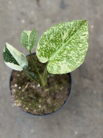 Monstera Thai 'Mutation' Nr. 5.