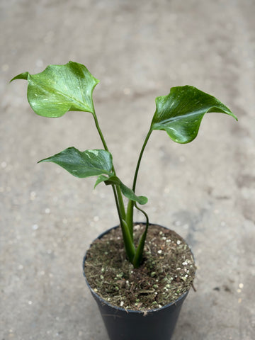 Monstera Thai 'Mutation' Nr. 6.