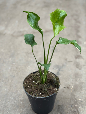 Monstera Thai 'Mutation' Nr. 7