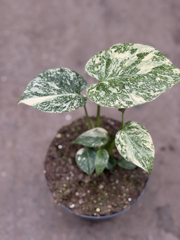 Monstera Thai 'White Snow' Nr. 8