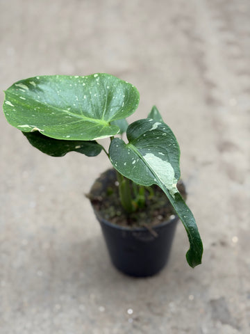 Monstera Thai 'Mutation' Nr. 9