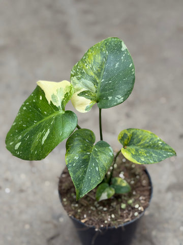 Monstera Thai 'Miracle' Nr. 10