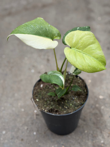Monstera Thai 'Mutation' Nr. 11