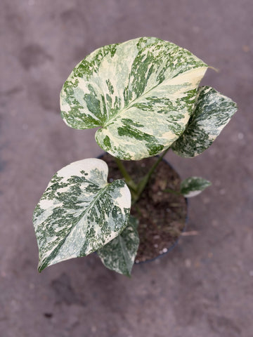 Monstera Thai 'White Snow' Nr. 12
