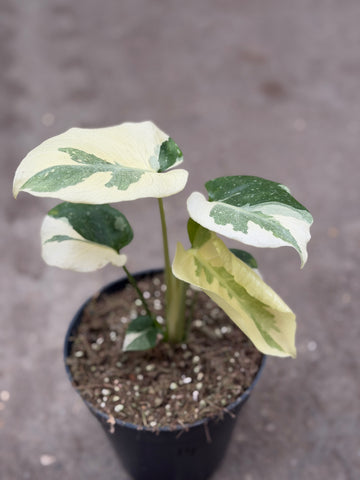 Monstera Thai 'Mutation' Nr. 13