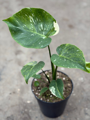 Monstera Thai 'Miracle Mutation' Nr. 14