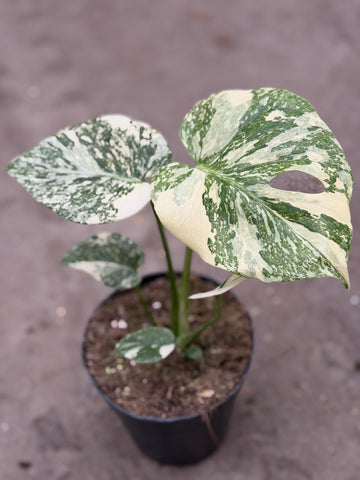 Monstera Thai 'White Snow' Nr. 15