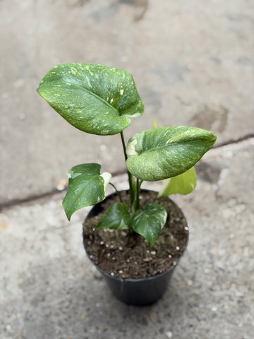 Monstera Thai 'Mutation' Nr. 17